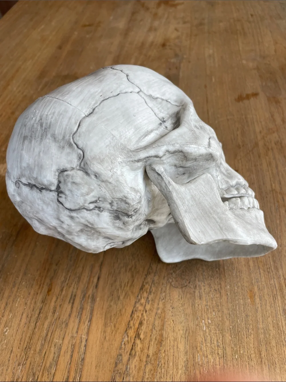 Plastic skull model Halloween decoration